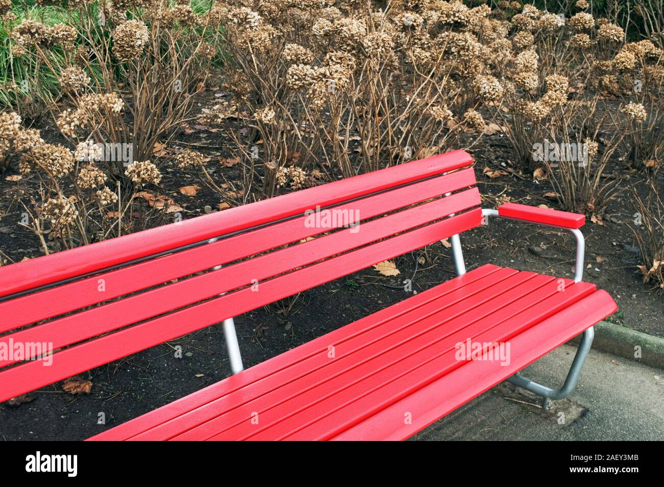 Red Bank und getrocknete hortensia Pflanzen Stockfoto