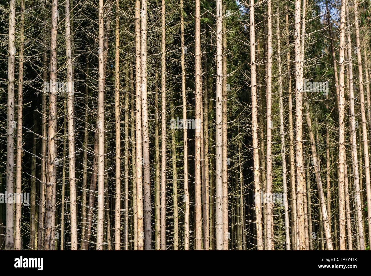 Wald Schäden durch Trockenheit und Borkenkäfer in Deutschland Stockfoto