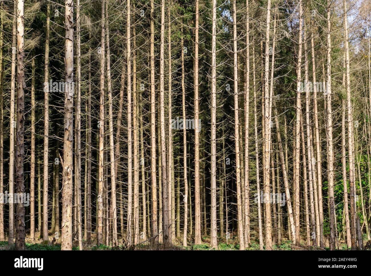 Wald Schäden durch Trockenheit und Borkenkäfer in Deutschland Stockfoto