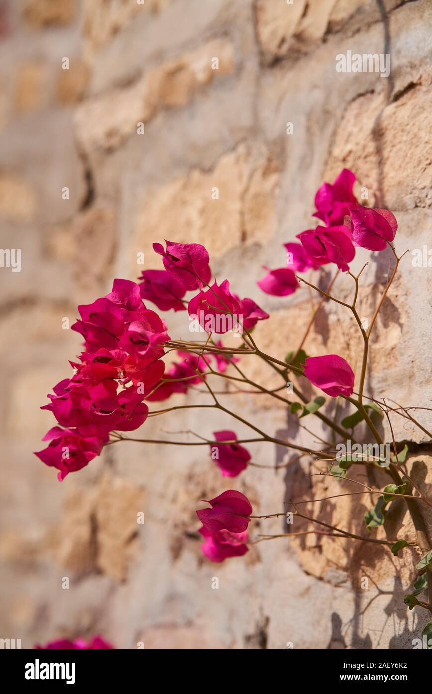 Blumen ragen aus der Wände in Jaisalmer Fort Stockfoto