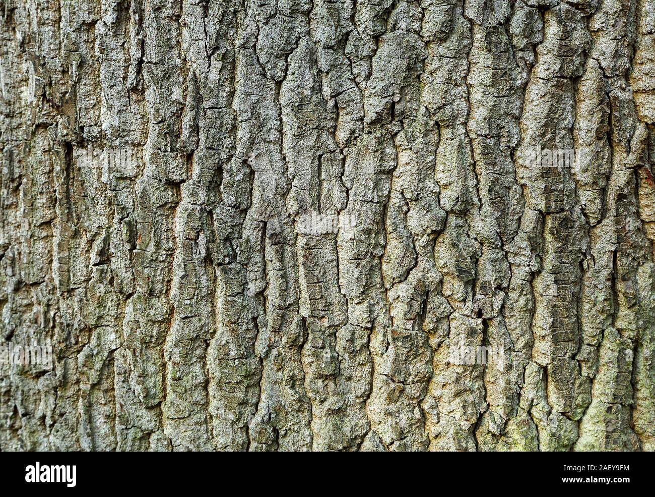 Zum Beispiel, das Foto von der Eichenrinde Textur kann für einen natürlichen Hintergrund verwendet werden. Stockfoto