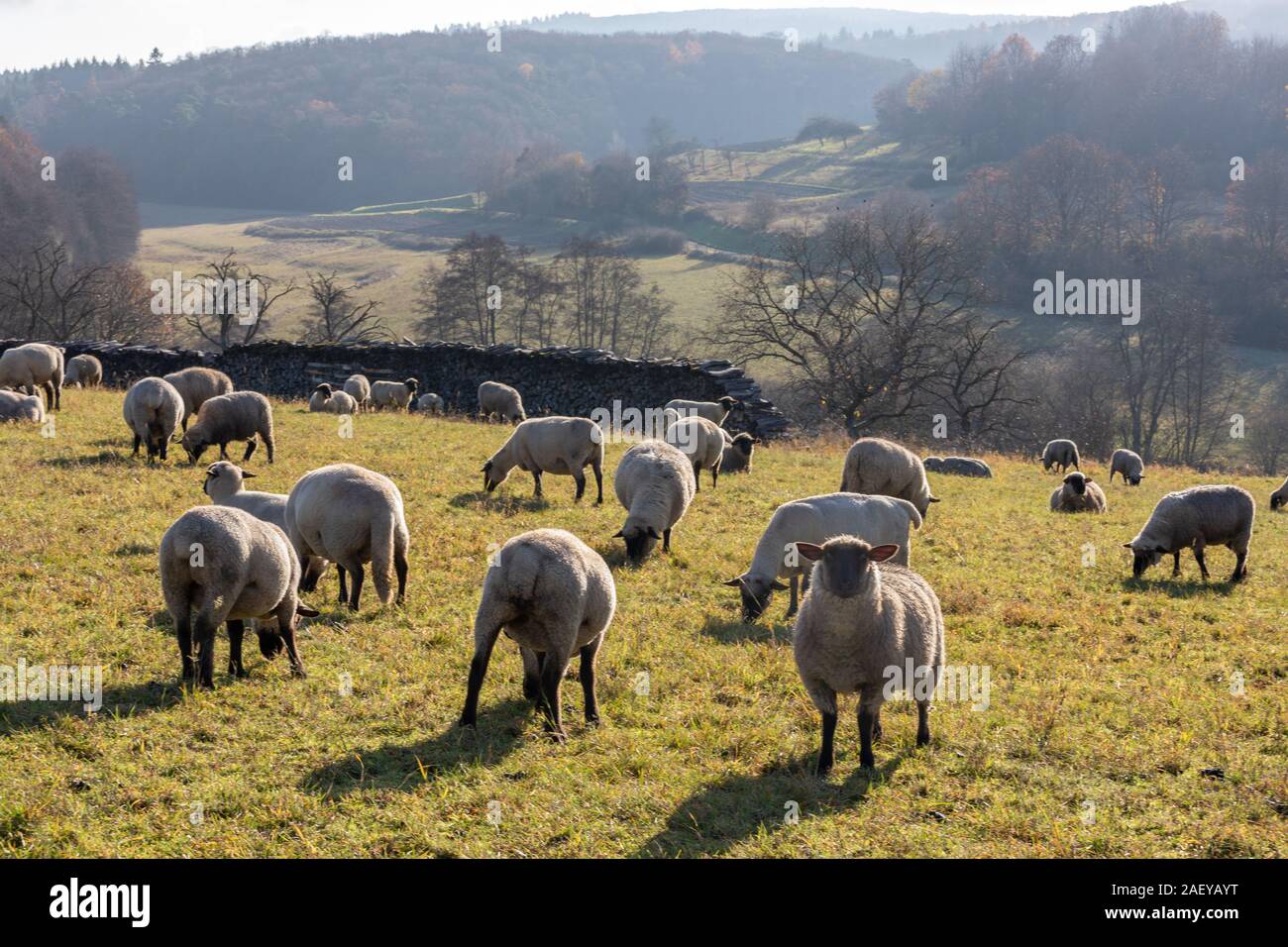 Schafherde in Deutschland - Taunus Stockfoto