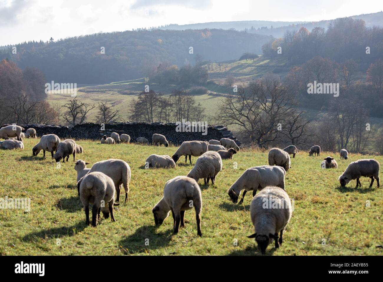 Schafherde in Deutschland - Taunus Stockfoto