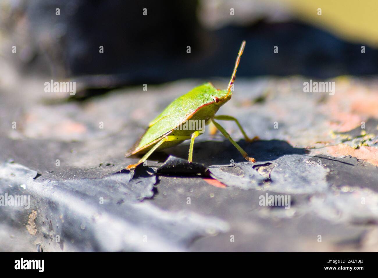 Ein Beispiel für eine Palomena Prasina oder gemeinsamen Green Shieldbug in der Erwachsenen Form von der Seite Vorderansicht ruht auf einem Verwitterten Kirche Wand zu sehen Stockfoto
