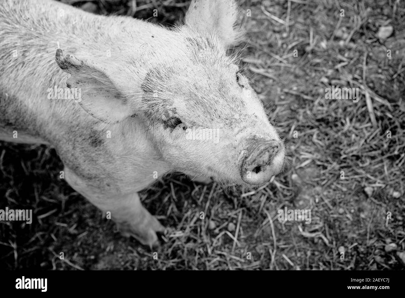 Ferkel spielen in einem Schweinestall in Schwarz und Weiß Stockfoto