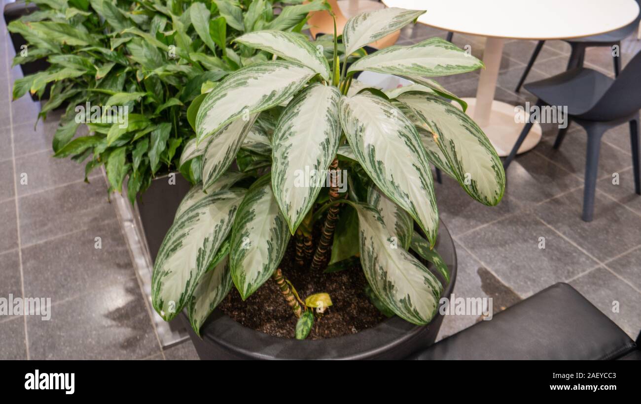 Farn Blume in der Mall. Die Nähe zur Natur. Stockfoto