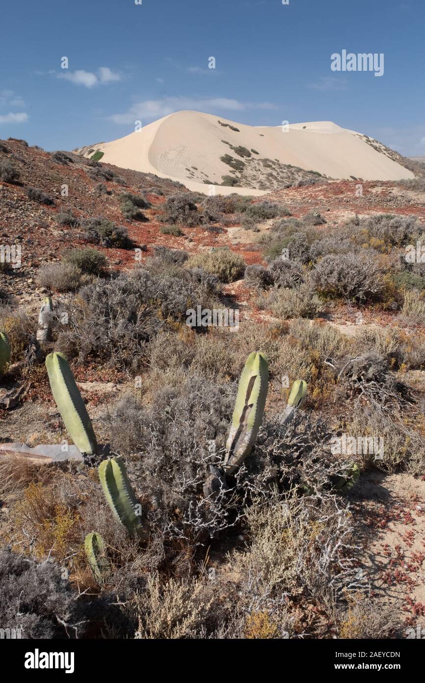 Dünen in Baja California, Mexiko Stockfoto