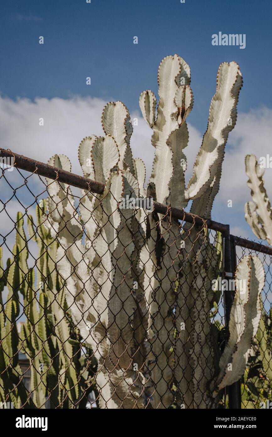 Cactus piercing ein Zaun in Mexiko Stockfoto