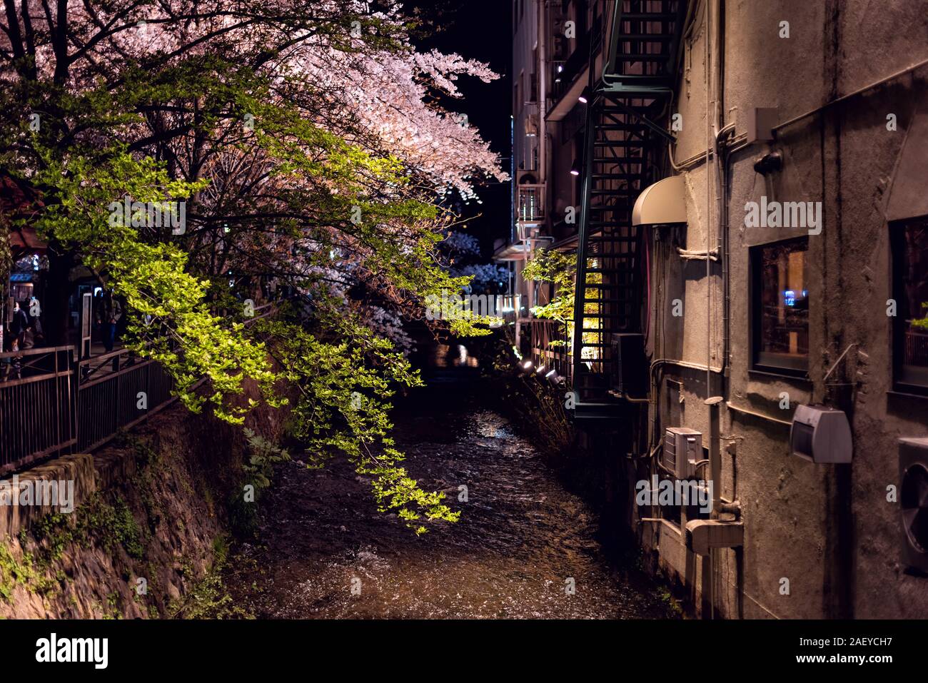 Kyoto, Japan beleuchtet glühende Cherry Blossom sakura Blumen und Bäume am Ufer des Flusses Kanal in Gion in der Nacht während Hanami Festival mit Wasser Oberfläche refle Stockfoto