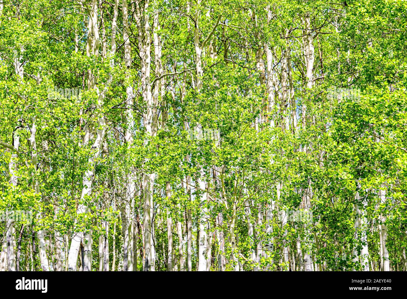 Crested Butte, Colorado Snodgrass Wanderweg im Sommer mit grünen Espe Wald Bäume grove Muster abstrakte closeup im Sonnenlicht Stockfoto