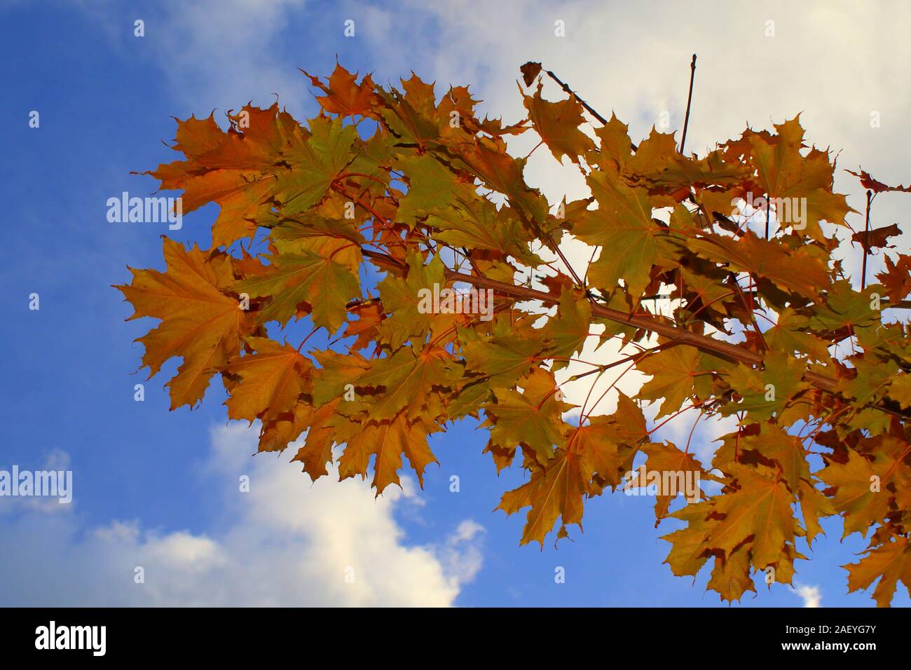 Bunte ahorn rot Blätter gegen klare Cloud und blauer Himmel im Herbst Saison Stockfoto