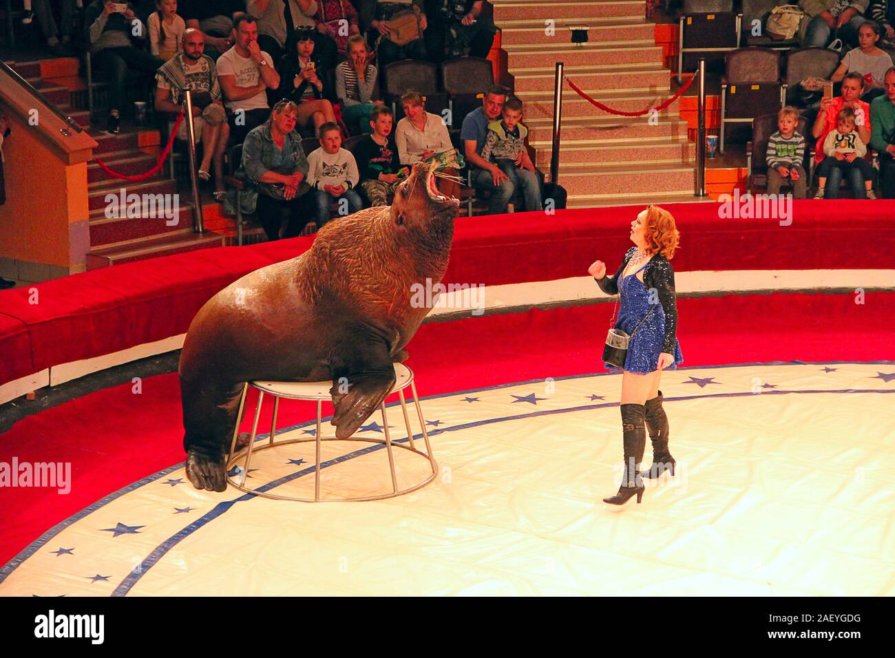 Ausgebildete sea lion auf Arena im Zirkus. Marine Mammal durchführen in der Arena des Circus. Sea Lion öffnete ihren Mund während der Performance im Circus. Frau traine Stockfoto