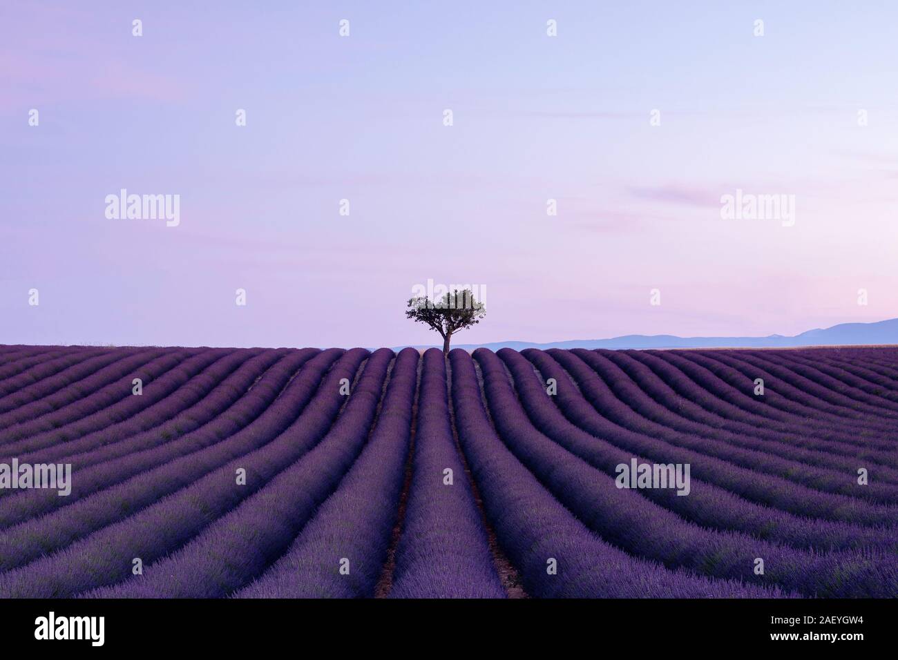 Dass einsamer Baum in der Morgendämmerung, die Lavendelfelder von Valensole, Provence Stockfoto