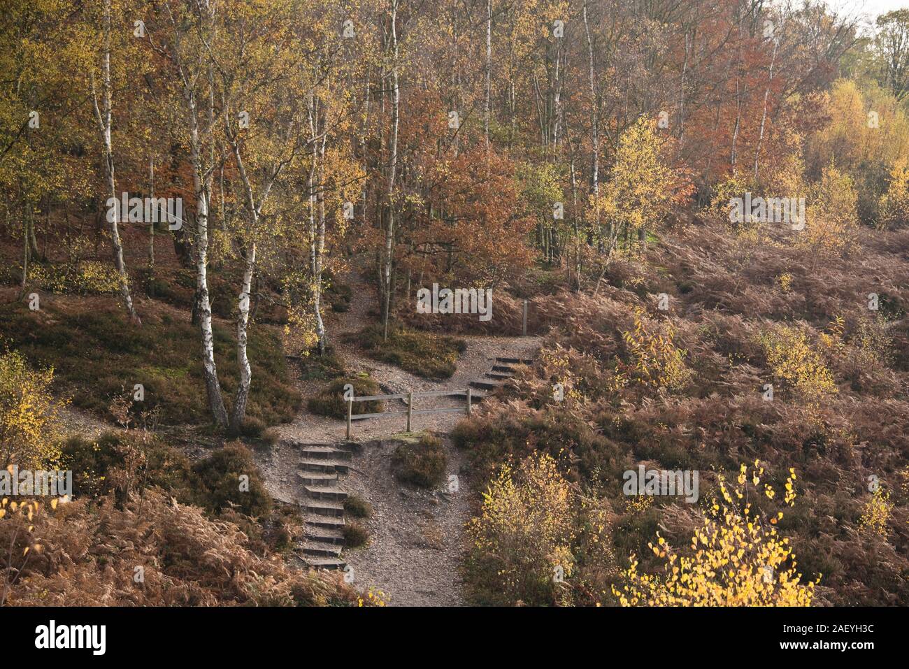 Wege und Stufen durch öffentliche Heide und dem Naturpark mit silbernen Birken und toten Bracken in warmen Herbst Farbe, Snelsmore Gemeinsame, Newbury, Stockfoto