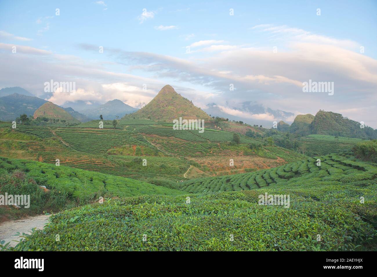 Grüner Tee terrasse Felder im Moc Chau, nordwestlich von Vietnam Stockfoto