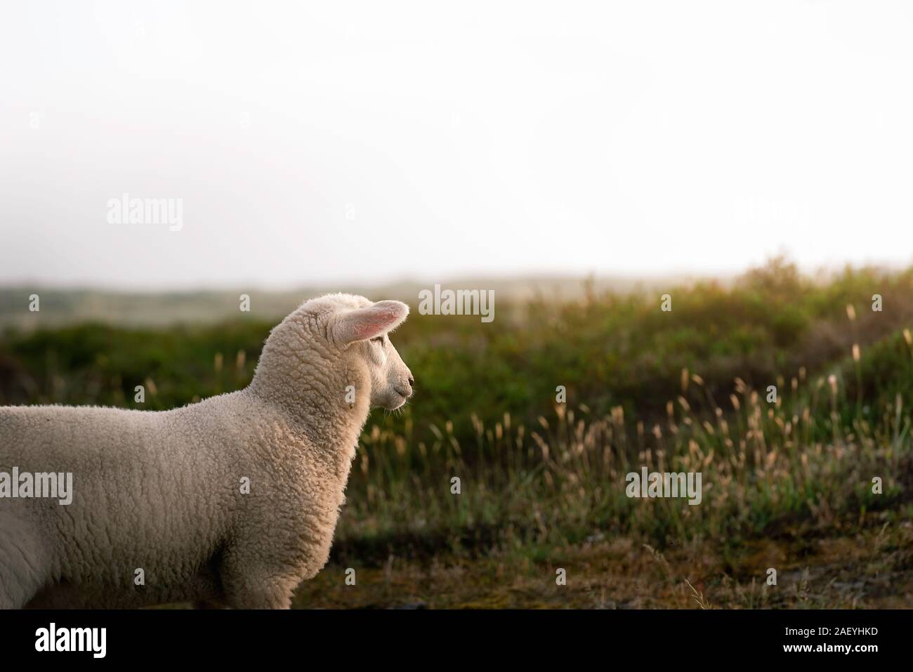 Lamm auf Horizont und Sonne, im Moos die Dünen, auf Sylt, Nordsee, Deutschland. Weiße Schafe und Sunbeam. Baby Sheep im Sommer Landschaft. Stockfoto