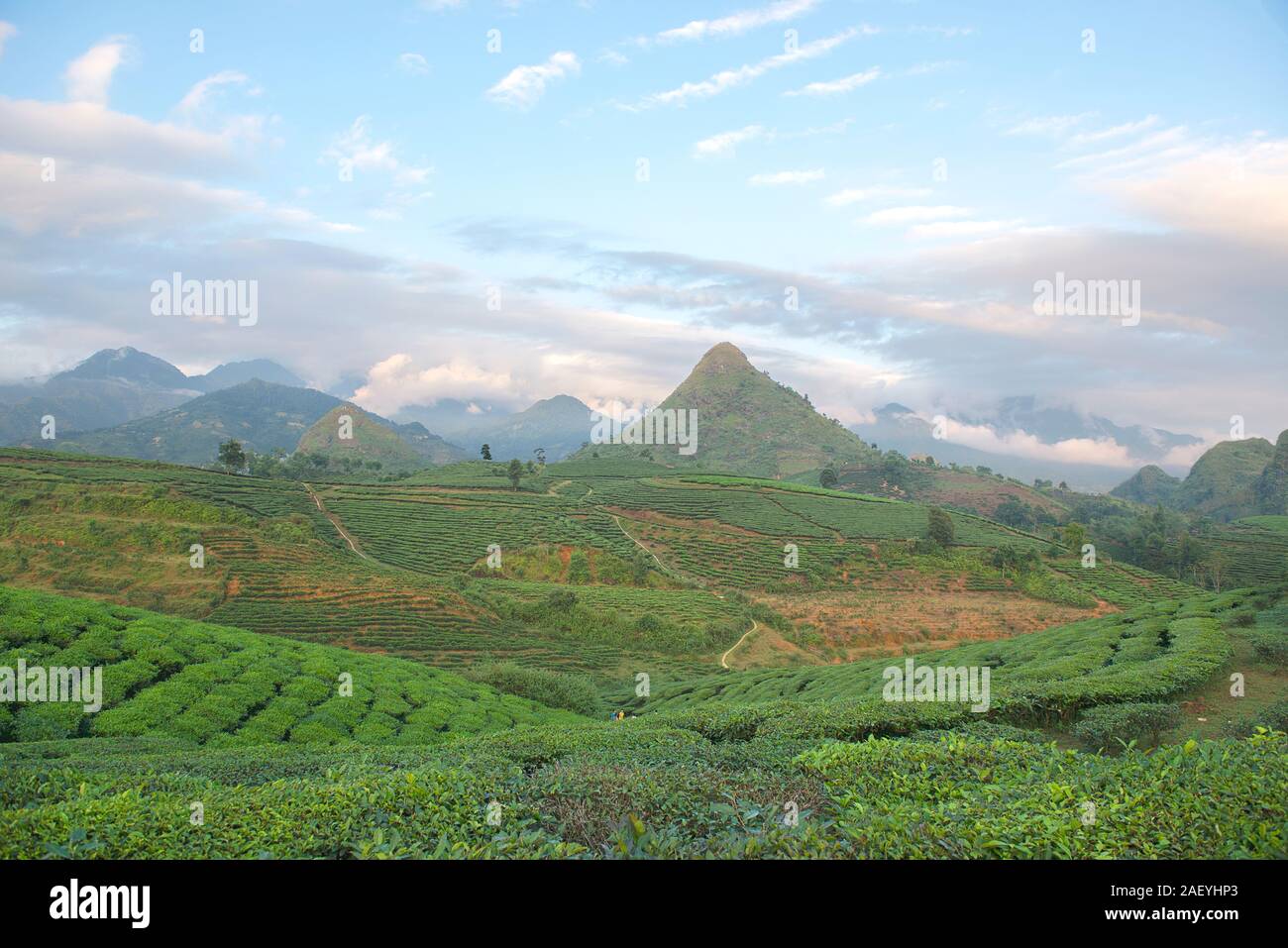 Grüner Tee terrasse Felder im Moc Chau, nordwestlich von Vietnam Stockfoto