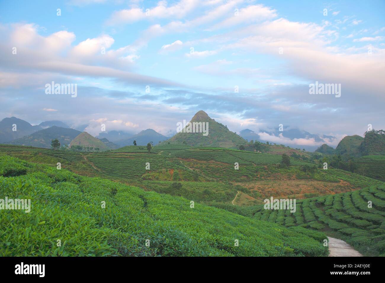 Grüner Tee terrasse Felder im Moc Chau, nordwestlich von Vietnam Stockfoto