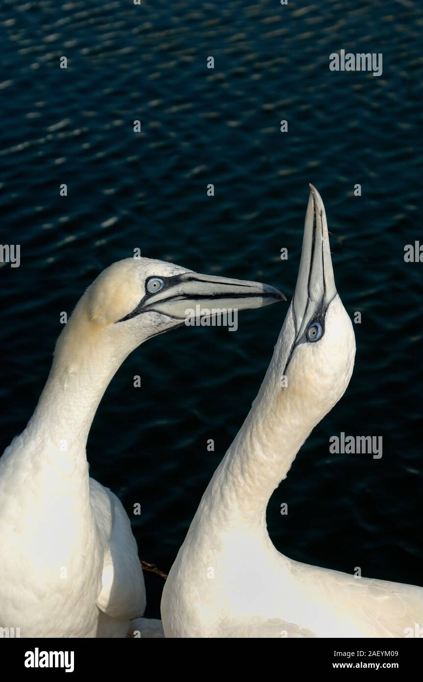 Porträt von zwei basstölpel oder Paar Basstölpel, Morus bassanus, Anzeigen Stockfoto