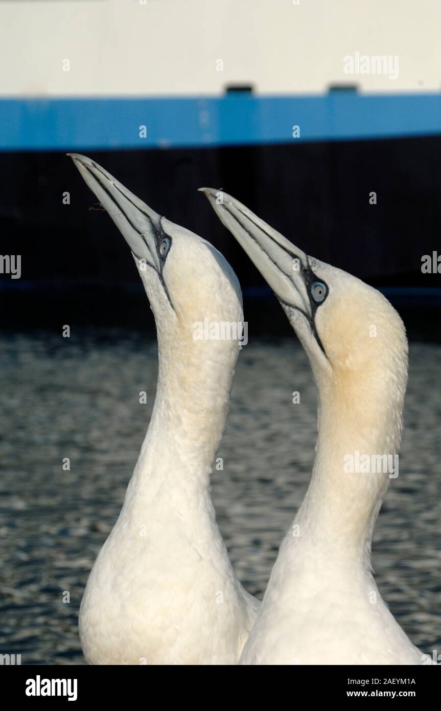 Porträt von zwei basstölpel oder Paar Basstölpel, Morus bassanus, im Mittelmeer Hafen von Carry-le-Rouet Provence Frankreich Stockfoto