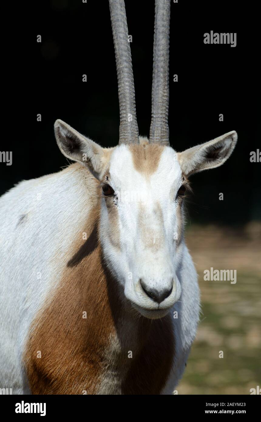 Portrait von scimitar Oryx oder Scimitar-Horned Oryx Oryx Oryx dammah, aka Sahara Stockfoto