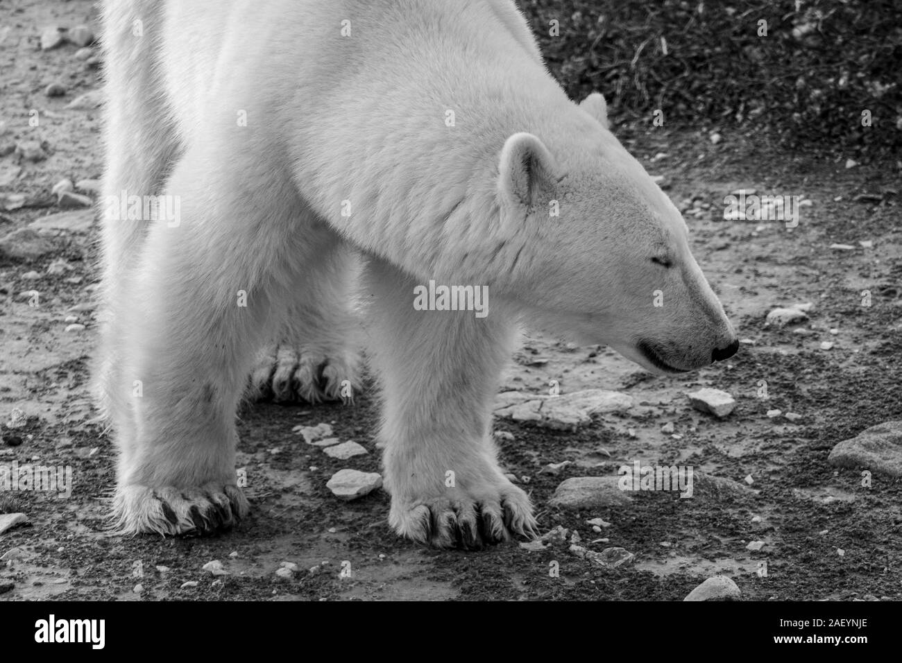 Eisbär (wissenschaftlicher Name: Ursus maritimus) im hohen Norden Kanadas. Churchill, Manitoba. Stockfoto