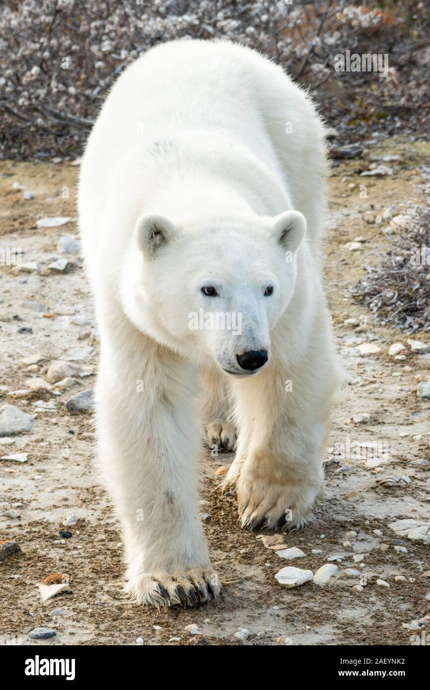 Eisbär (wissenschaftlicher Name: Ursus maritimus) im hohen Norden Kanadas.  Churchill, Manitoba Stockfotografie - Alamy