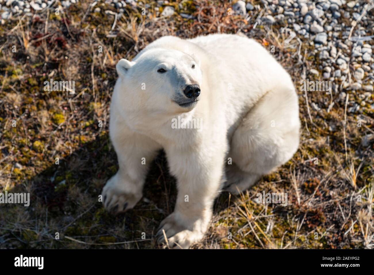 Eisbär (wissenschaftlicher Name: Ursus maritimus) im hohen Norden Kanadas. Churchill, Manitoba. Stockfoto