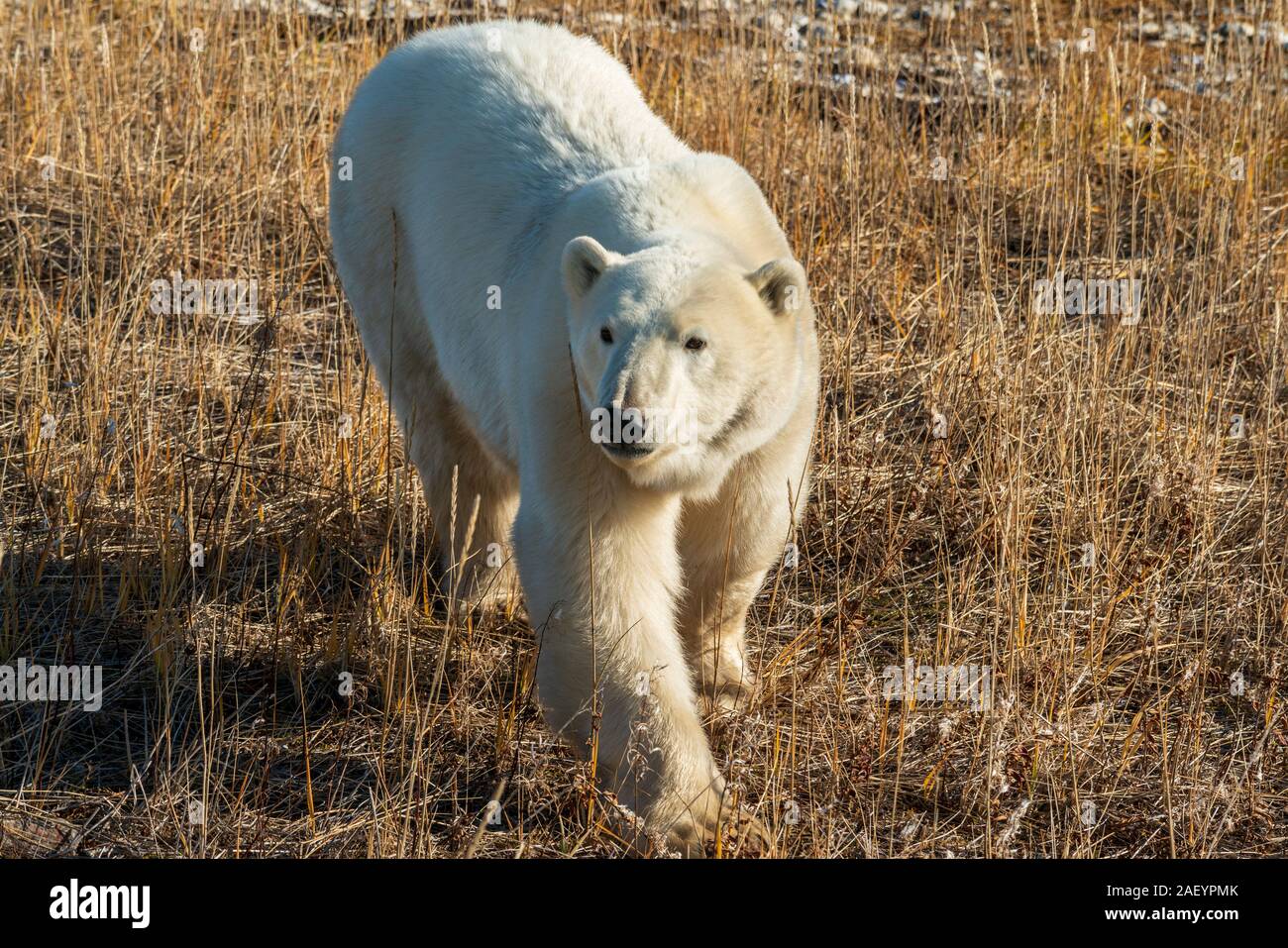 Eisbär (wissenschaftlicher Name: Ursus maritimus) im hohen Norden Kanadas. Churchill, Manitoba. Stockfoto