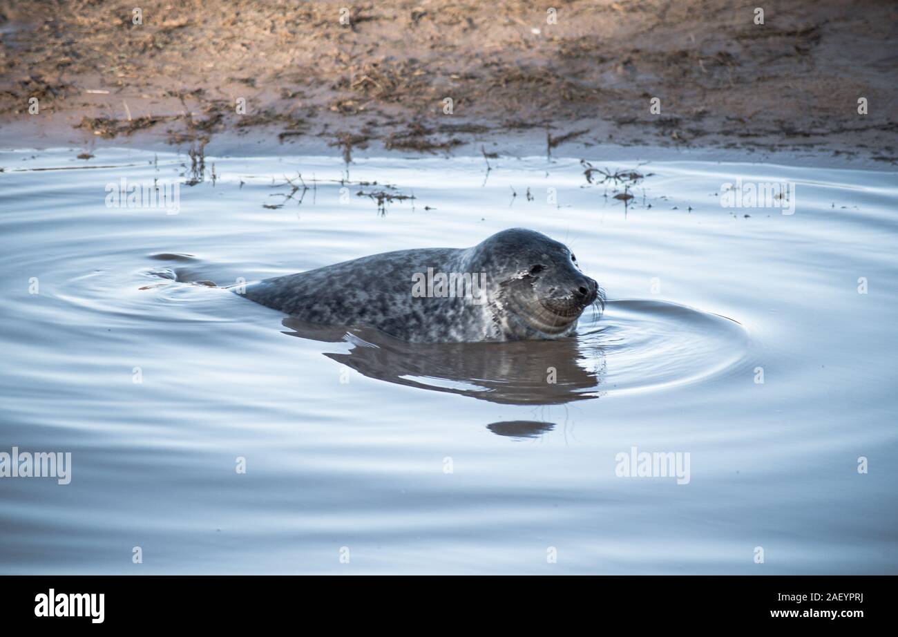 Kegelrobbe, Säugetier Nordsee, Großbritannien Stockfoto