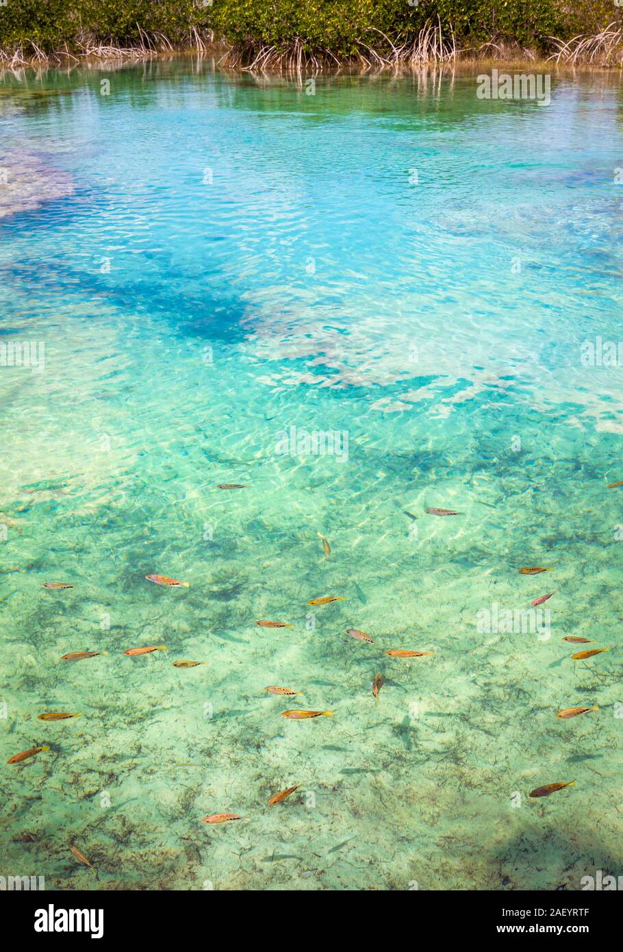 Fische schwimmen im azurblauen Wasser der Stromschnellen in Bacalar, Quintana Roo, Mexiko. Stockfoto