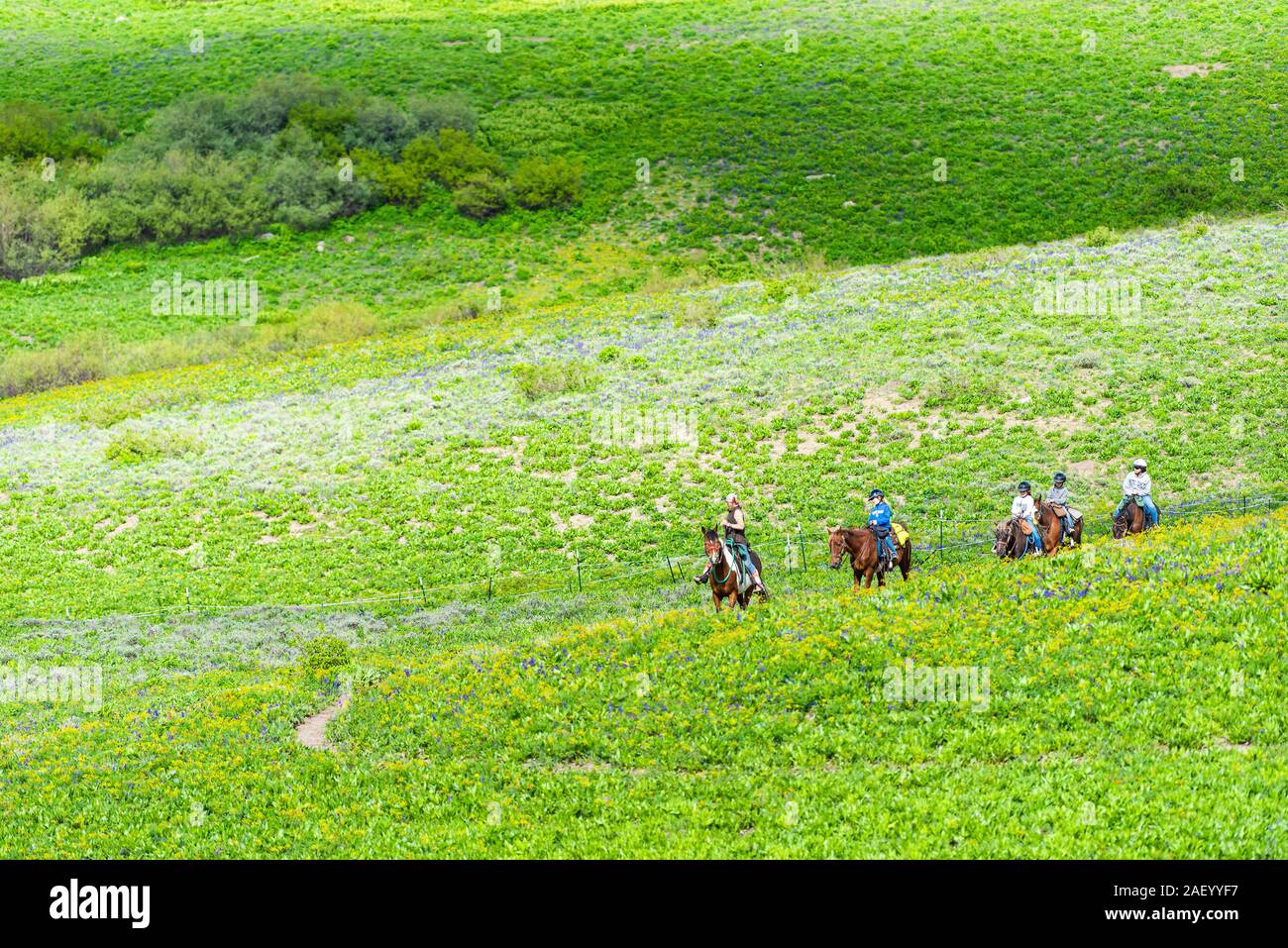 Mount Crested Butte, USA - 21. Juni 2019: Gruppe von Menschen auf Tour reiten Pferde auf Trail in Colorado alpine Wiesen auf der Ranch von Snodgrass Wanderweg Stockfoto