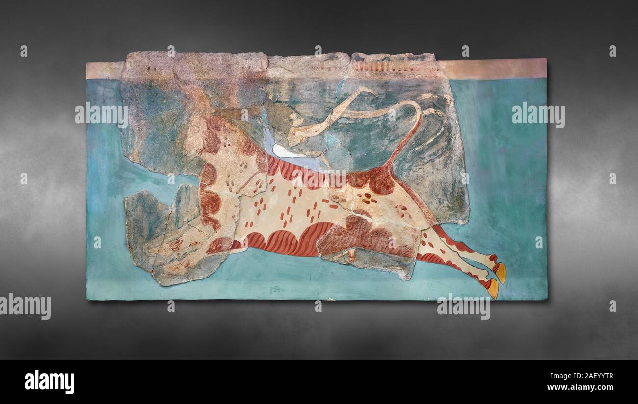 Mykenische Fresken Wandgemälde eines Mycanaean Acrobat sprang über einen Stier, frühe Palace, Tiryns, Griechenland. Athens Archäologischen Museum. Grau Kunst zurück Stockfoto