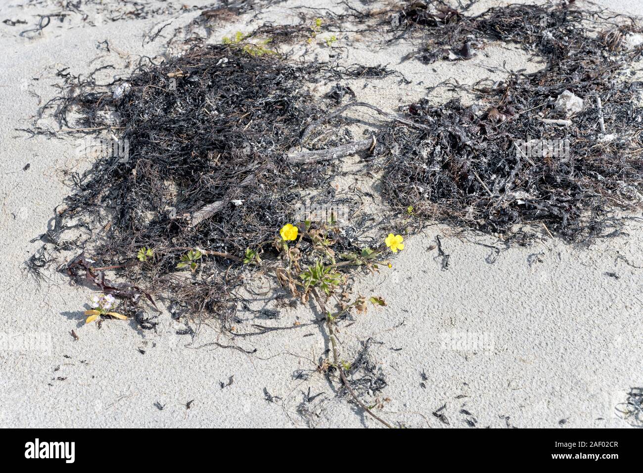 Gemeinsame buttercup Blume Pflanze am weißen Sandstrand mit Algen an der Bucht auf der westlichen Seite der Insel, Schuß unter hellen Sommer Licht in Bleik, Andoya, Ve Stockfoto