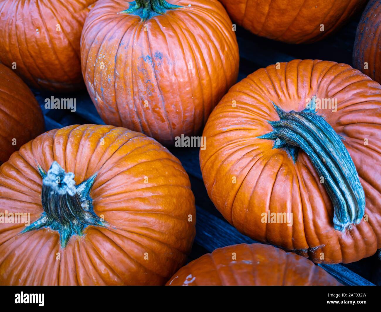 Kürbisse auf dem Markt zum Verkauf bereit Stockfoto