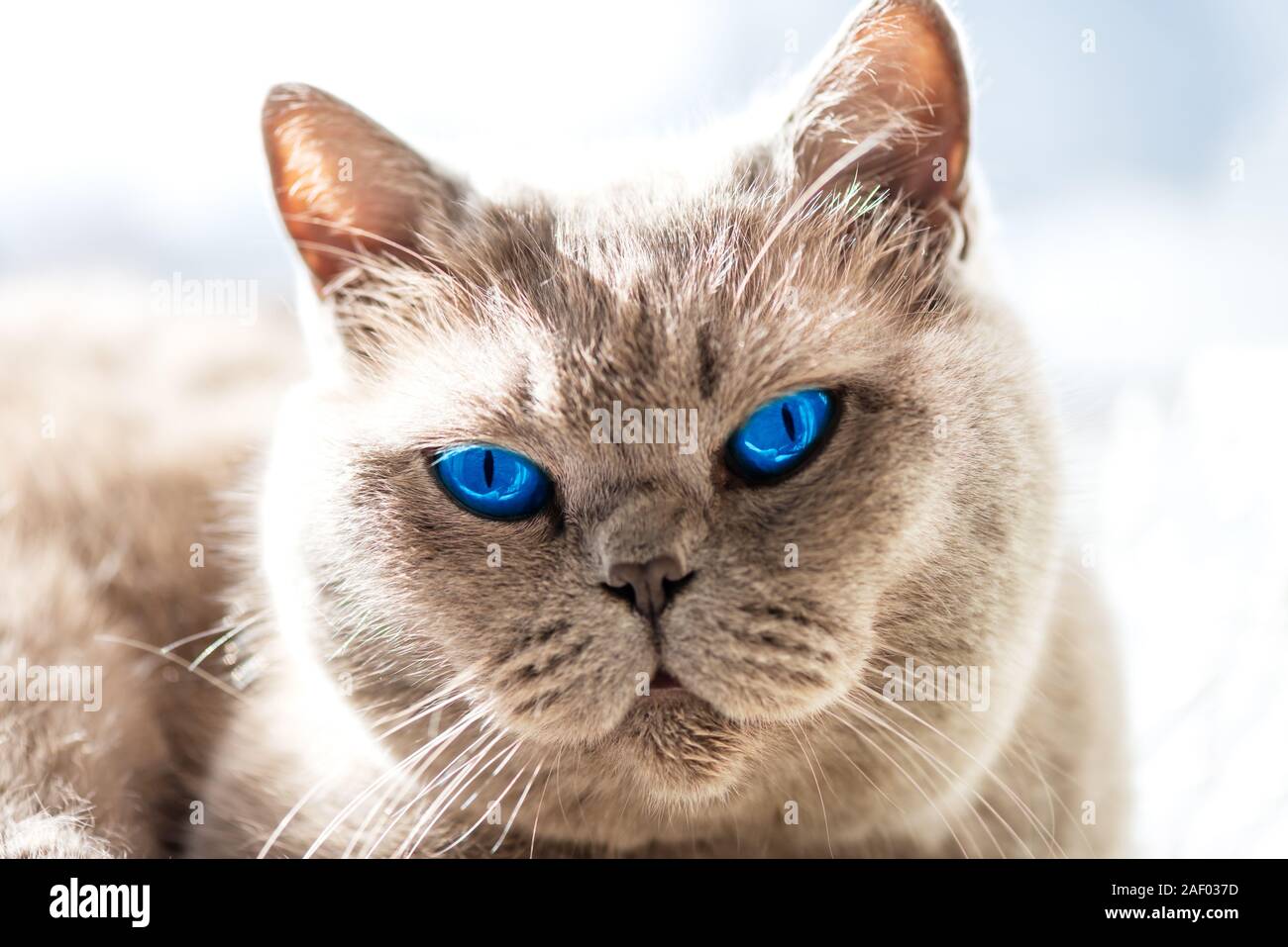 Wunderschöne Britisch Kurzhaar Katze mit hellen blauen Augen liegt auf dem Fenster unter der Sommersonne Stockfoto
