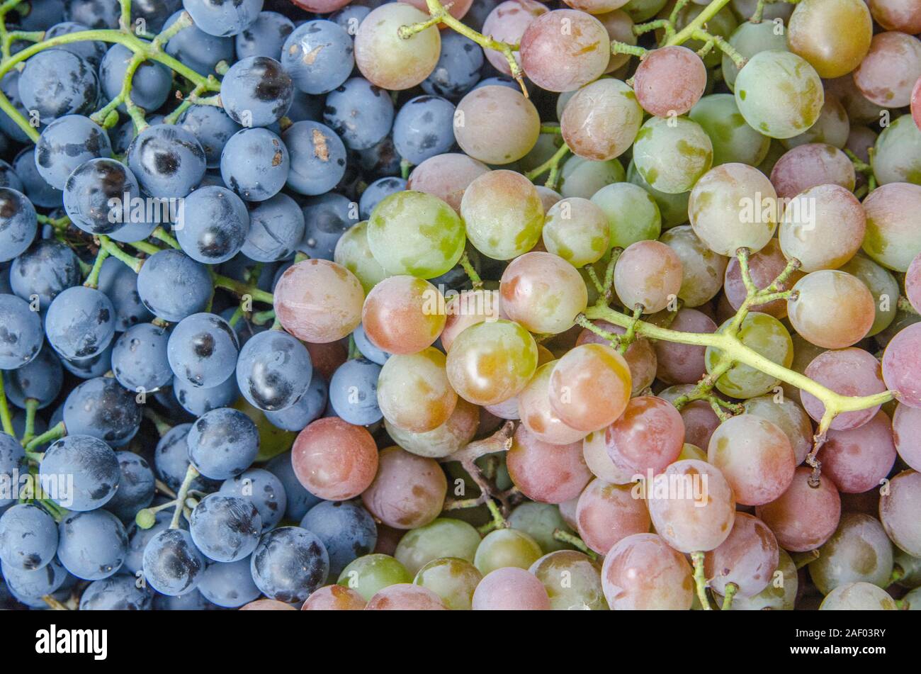 Frische rote und weiße Trauben Stockfoto