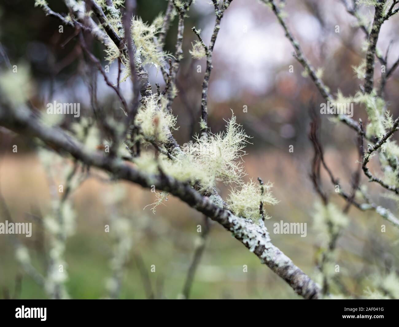 Old Mans Bart wachsen auf einem Baum Stockfoto