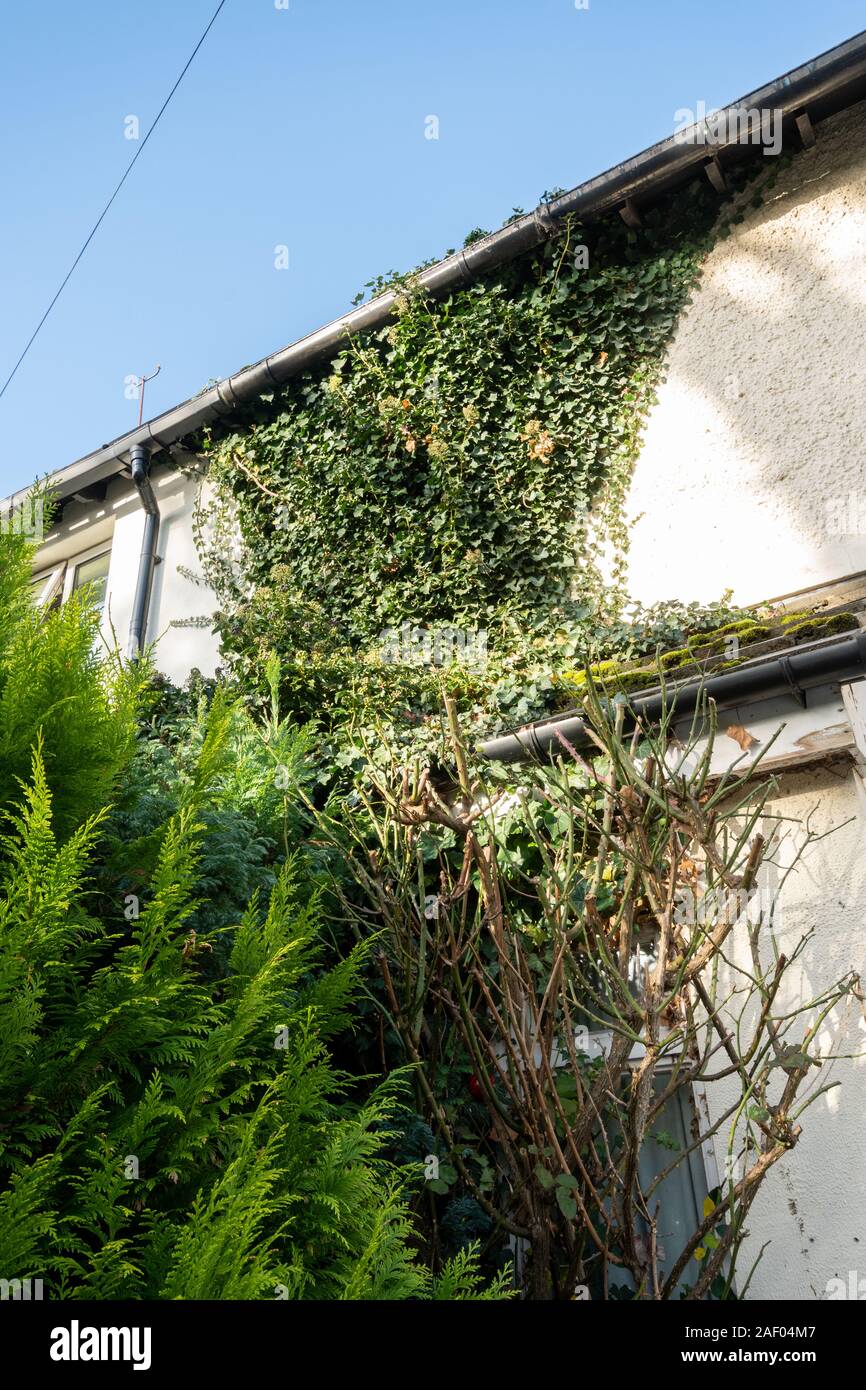 Efeu (Hedera helix) wächst die Mauer eines Hauses Stockfoto