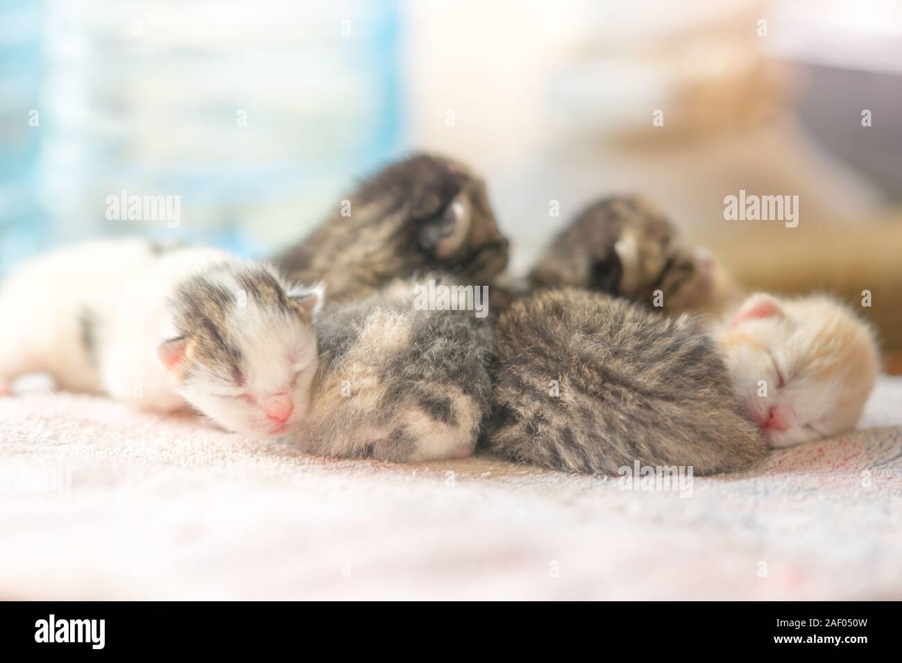 Fünf niedlichen neugeborenen Kätzchen schlafen in Umarmungen, closeup Family Portrait. Stockfoto