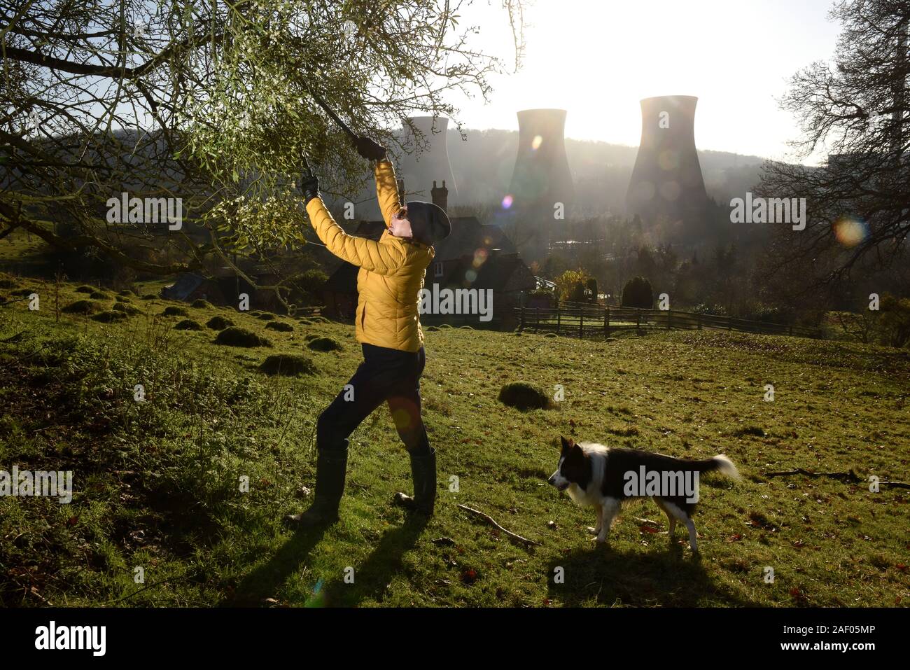 Frau Ernte Mistel in der Severn Gorge, Ironbridge, Shropshire, Uk Bild von David Bagnall, Stockfoto