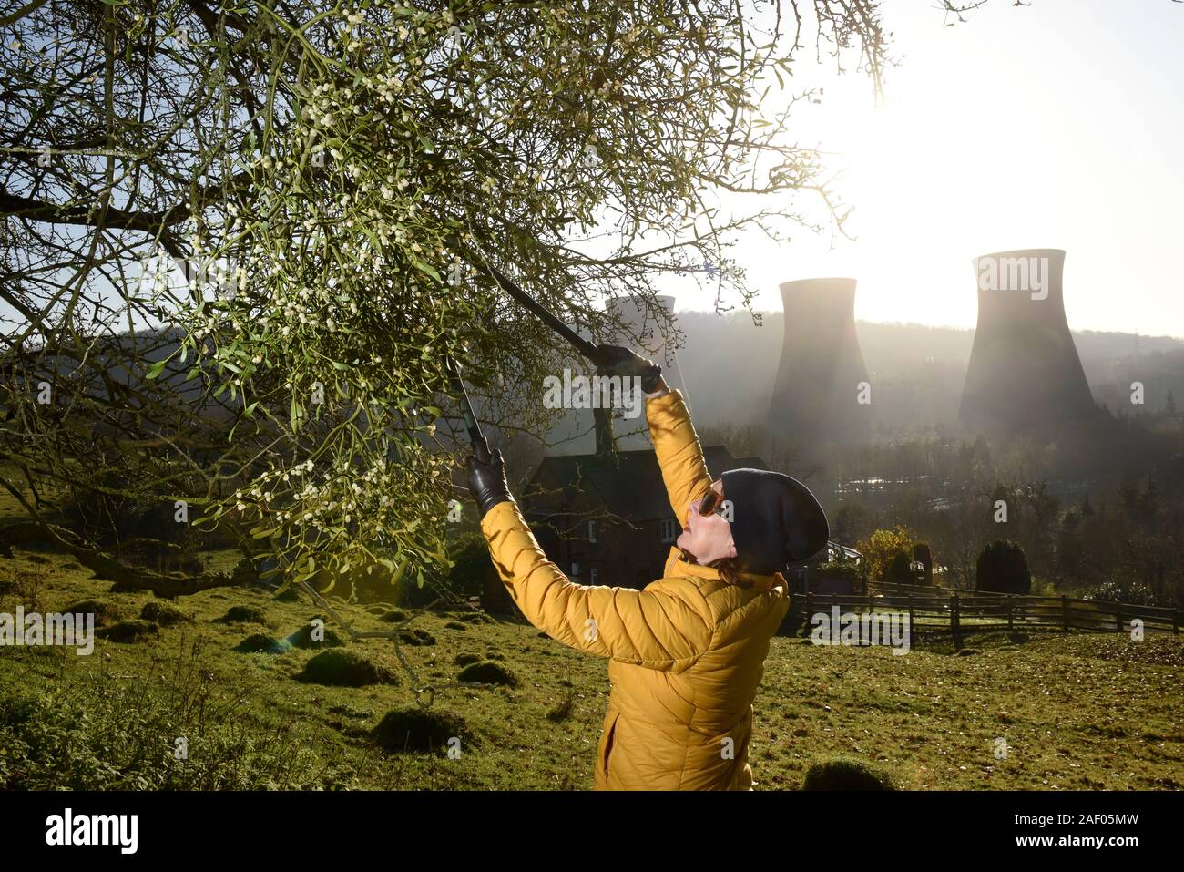 Frau Ernte Mistel in der Severn Gorge, Ironbridge, Shropshire, Uk Bild von David Bagnall, Stockfoto