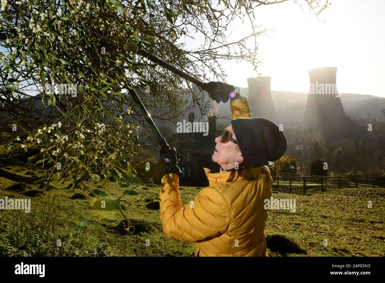 Frau Ernte Mistel in der Severn Gorge, Ironbridge, Shropshire, Uk Bild von David Bagnall, Stockfoto