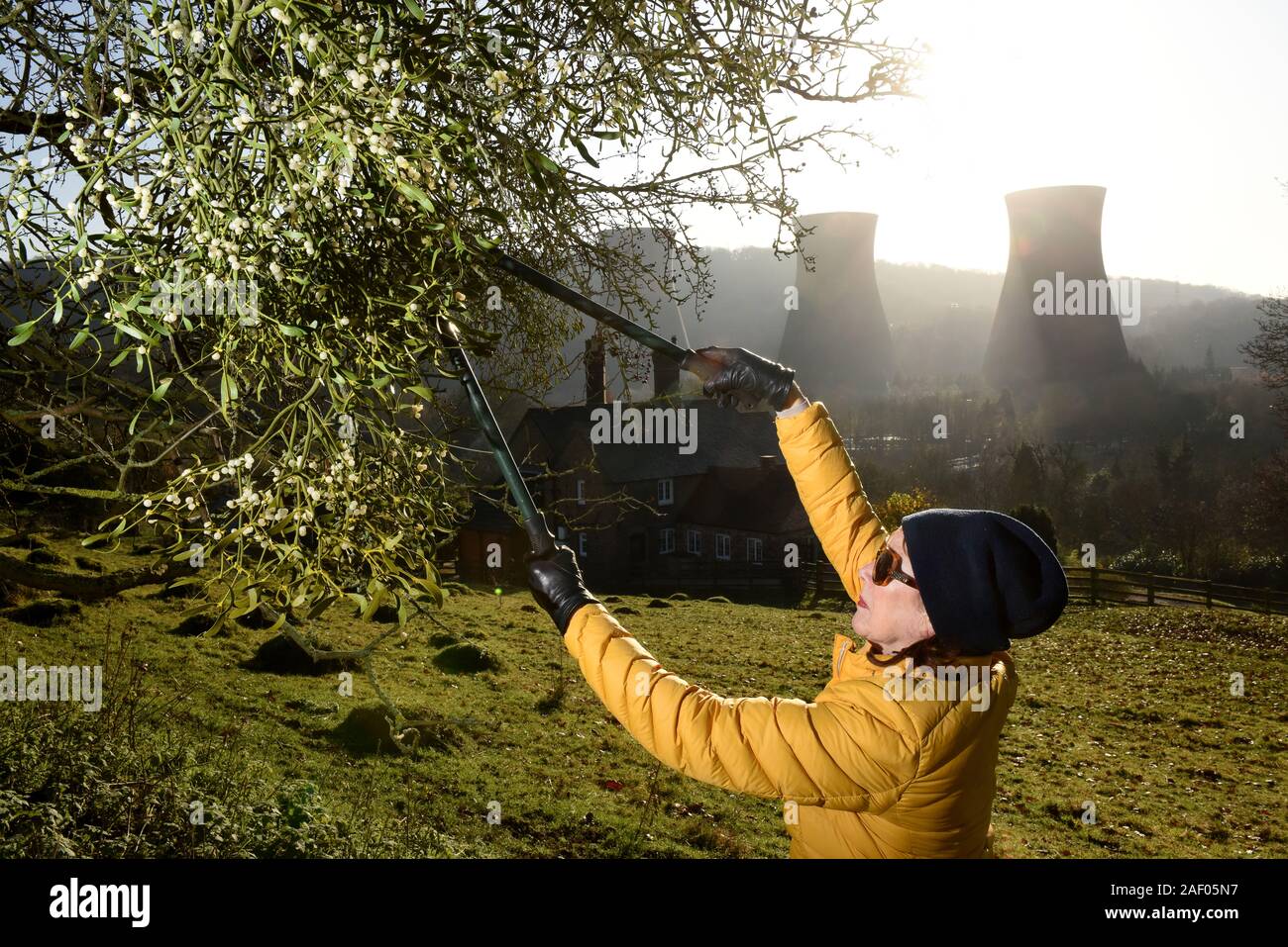 Frau Ernte Mistel in der Severn Gorge, Ironbridge, Shropshire, Uk Bild von David Bagnall, Stockfoto