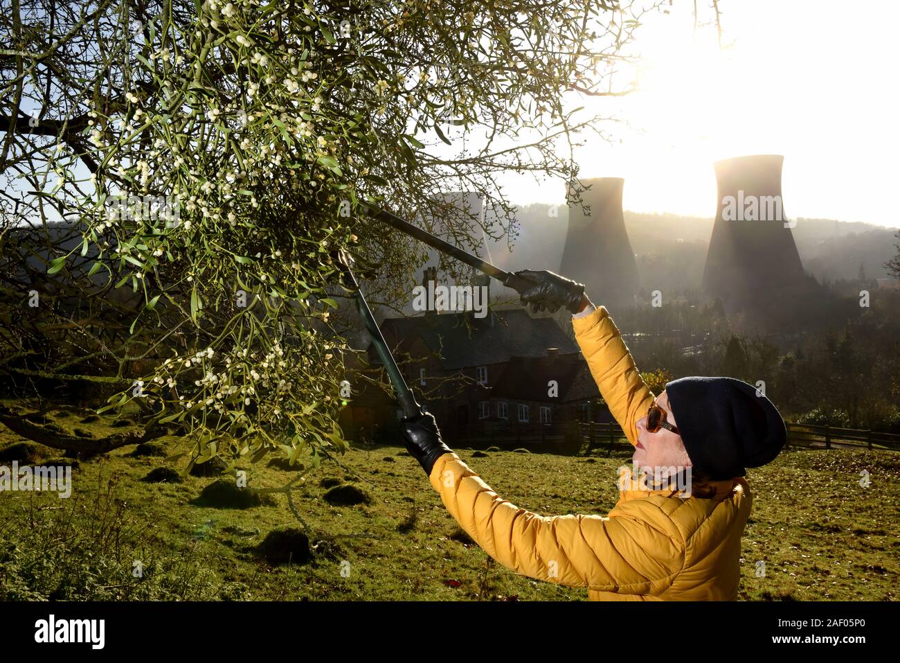 Frau Ernte Mistel in der Severn Gorge, Ironbridge, Shropshire, Uk Bild von David Bagnall, Stockfoto