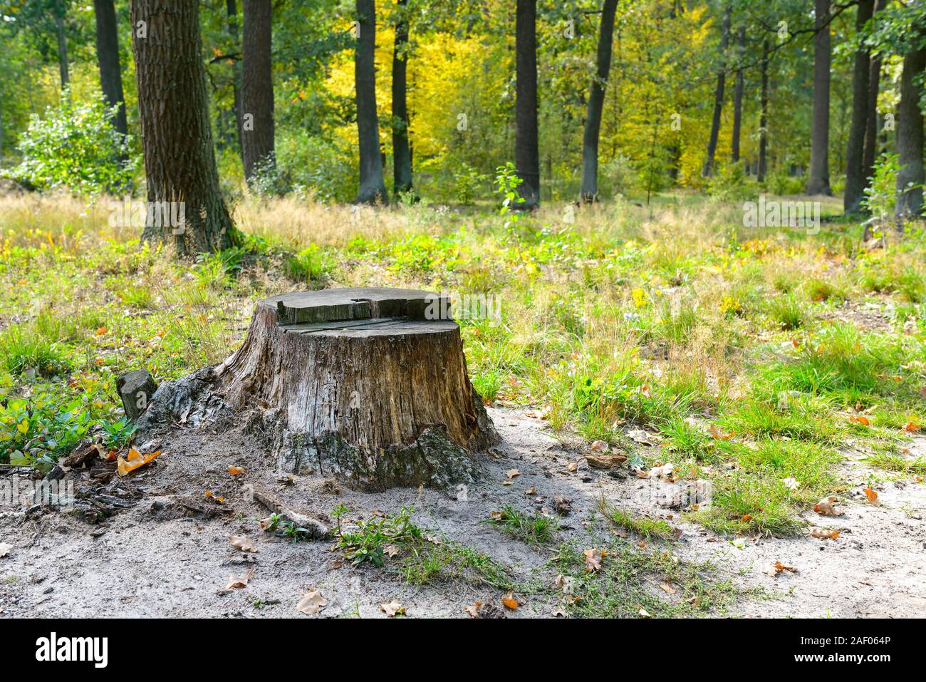 Stumpf vom gefällten Baum im Wald mit Moos und Gras herum. Stockfoto
