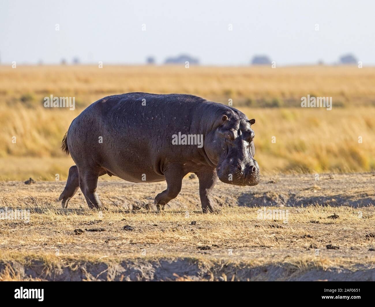 Gemeinsame hippopotamus Wandern Stockfoto