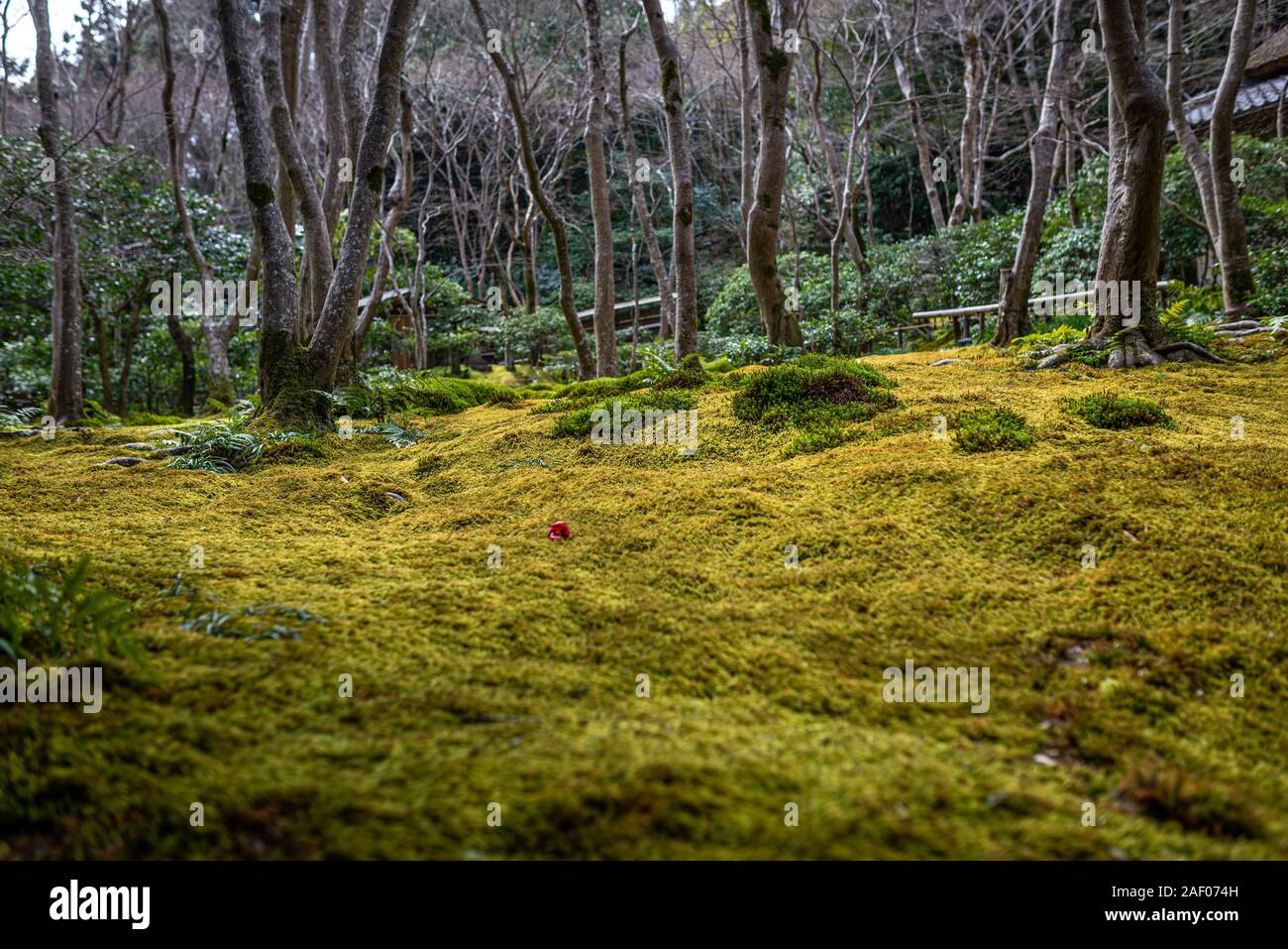 Traditionelle Japanische moss Garten, in einem bewölkten Nachmittag in Kyoto, Japan Stockfoto