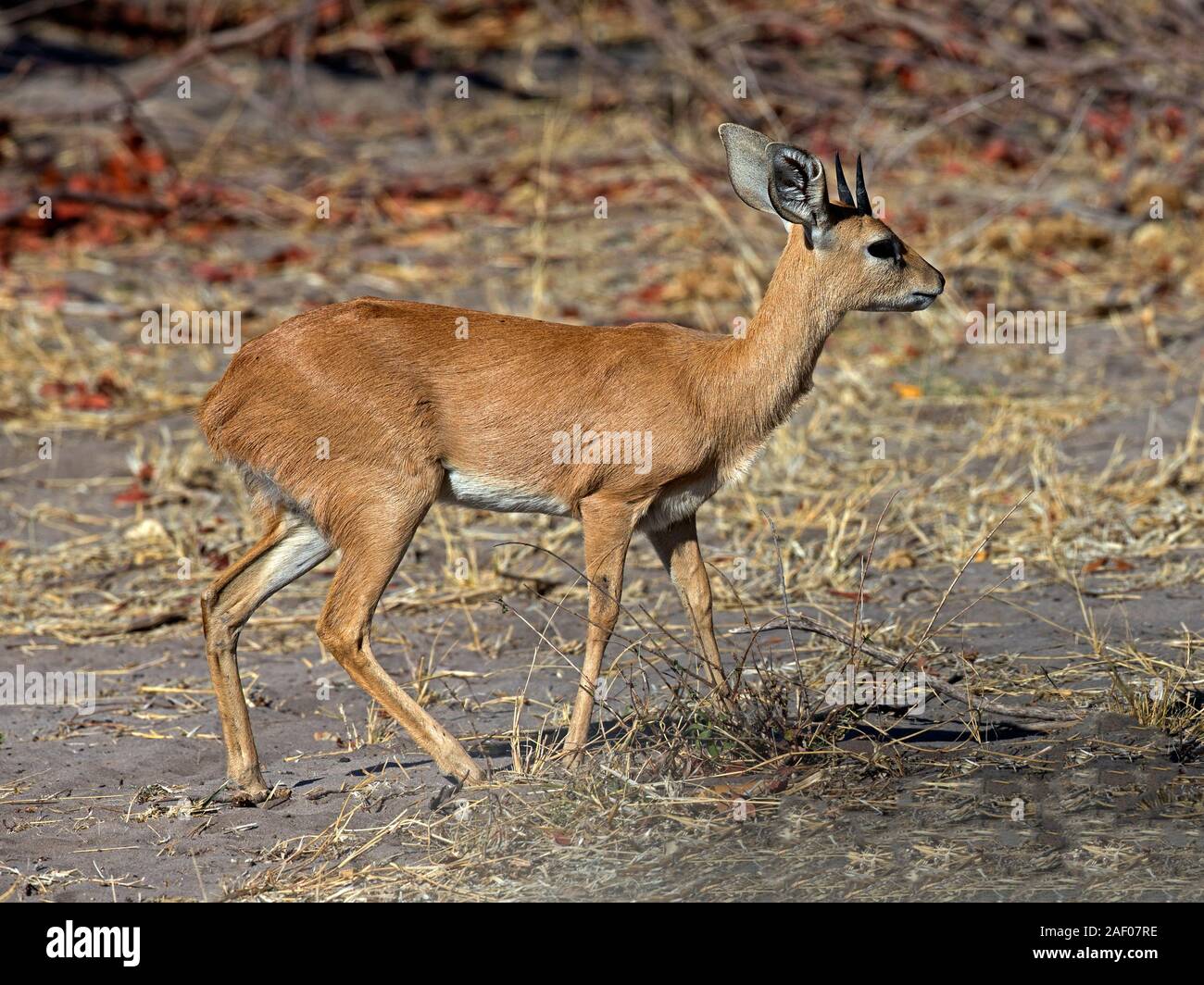 Männliche Steinböckchen zu Fuß Stockfoto