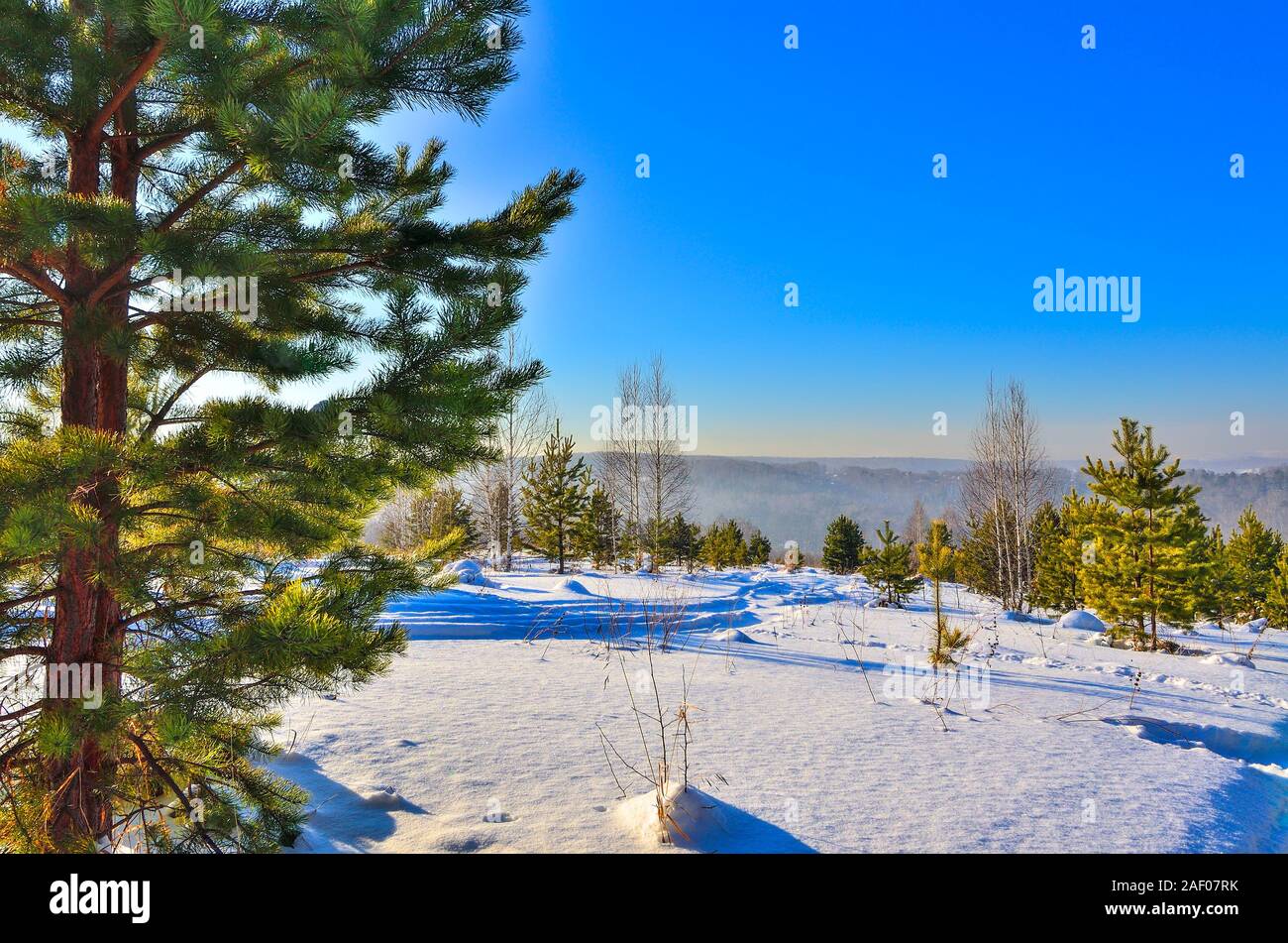 Skigebiet in verschneiten Berg nadelwald zwischen jungen Kiefern und Birken. Helle, sonnige frostige Wetter mit blauem Himmel, endlose sibirische Wald o Stockfoto